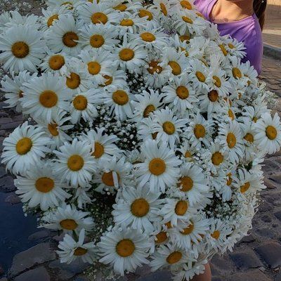 Букет з 51 ромашки літньої (50 см) 0090 фото